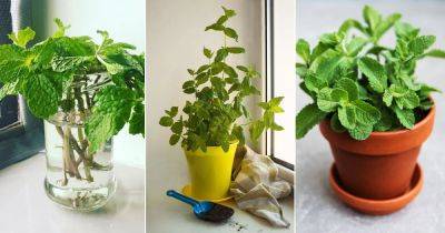 Growing Mint Indoors and How To Care For It - balconygardenweb.com