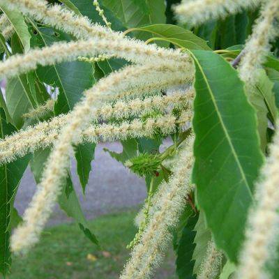 The Current State of American Chestnut Tree Conservation - finegardening.com - Usa