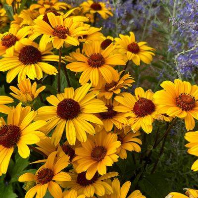 Perennials That Bloom in Late Summer - finegardening.com