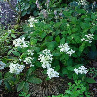 4 Great Plants for Small Spaces in the Pacific Northwest - finegardening.com - county Pacific