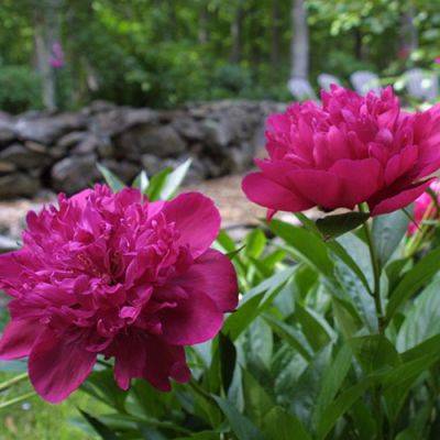 How to Help Perennials Bloom Longer into Summer - finegardening.com
