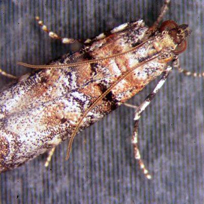 Pest Alert: Watch Out for Zimmerman Pine Moth - finegardening.com - Usa