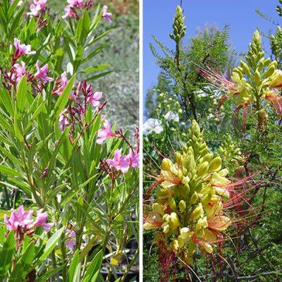 5 Common Garden Plants That Are Toxic - finegardening.com - state California
