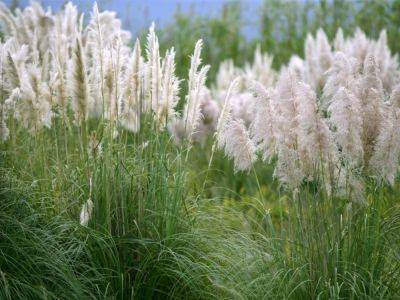 Common Ornamental Invasive Grass Types To Avoid - gardeningknowhow.com - Mexico - state California