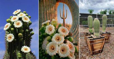 Arizona State Flower and How to Grow It - balconygardenweb.com - state Arizona