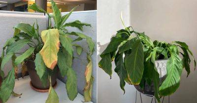 6 Common Peace Lily Problems and How to Fix Them - balconygardenweb.com