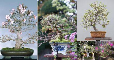 27 Best Magnolia Bonsai Tree Pictures - balconygardenweb.com