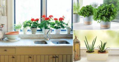 26 Best Plants You Should Grow on Kitchen Windowsill - balconygardenweb.com