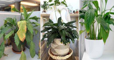 Peace Lily Brown Tips | 10 Reasons and Solutions - balconygardenweb.com