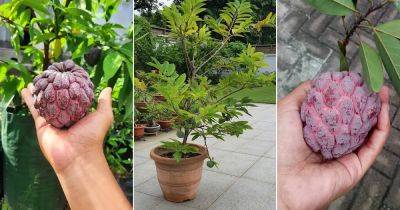 Red Custard Apple Tree Care and Growing Information - balconygardenweb.com