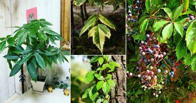 19 Plants with 5 Leaves Per Stem - balconygardenweb.com - Usa - state Virginia