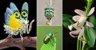 22 Cute Bugs that Will Make You Fall in Love With Them - balconygardenweb.com