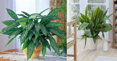 17 Houseplants You Can Borrow From Friends and Grow for Free - balconygardenweb.com - city Sansevieria