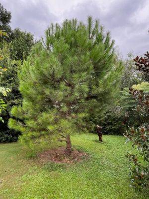Italian Stone Pine Likes My Stingy Approach to Watering - hgic.clemson.edu - Italy - state Florida - state Colorado