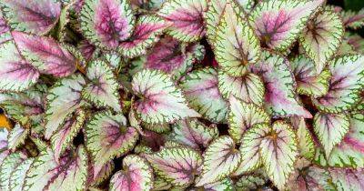 How to Grow and Care for Rex Begonias Indoors - gardenerspath.com