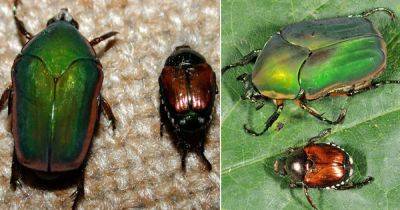 June Bug vs Japanese Beetle: All the Differences - balconygardenweb.com - Japan