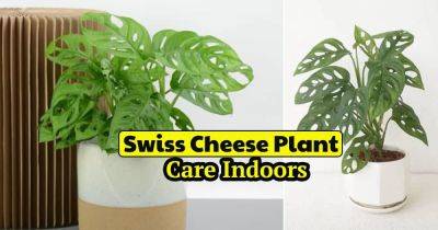 Monstera Adansonii Care | How to Grow Swiss Cheese Plant - balconygardenweb.com - Switzerland