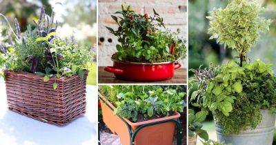 33 Best Container Herb Garden Combinations For Flavor & Aroma - balconygardenweb.com