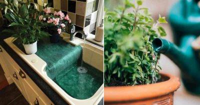 How To Water Plants While Away | 6 Brilliant Hacks - balconygardenweb.com