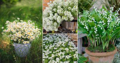 15 Herbs with White Flowers - balconygardenweb.com