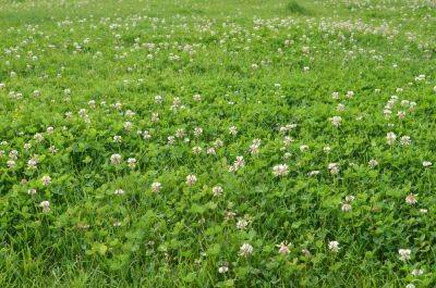 Why People Are Switching Their Lawns to a Clover Lawn - thespruce.com