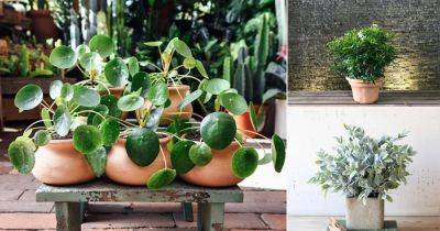14 Amazing Positive Energy Plants for Home & Office - balconygardenweb.com - city Sansevieria