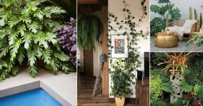 22 Ways to Use Philodendron in Garden | Philodendron Display Ideas - balconygardenweb.com - county Garden