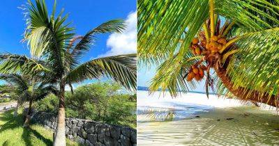 Coconut Tree vs Palm Tree | Difference Between Coconut Tree and a Palm Tree - balconygardenweb.com
