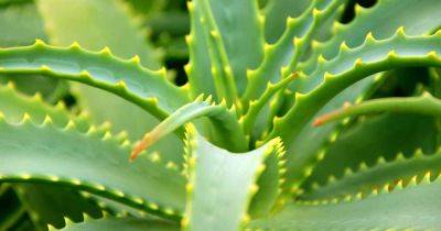 How to Harvest Aloe Vera Leaves - gardenerspath.com