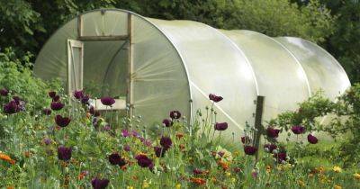 Your gardening questions answered: Is a polytunnel too much work? - irishtimes.com - France - Ireland