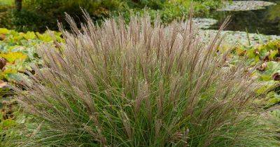 How to Grow Ornamental Maiden Grass (Japanese Silver Grass) - gardenerspath.com - China - Japan