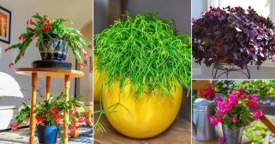 19 South American Indoor Plants That Everyone Wants to Grow - balconygardenweb.com - Usa - South Africa - Brazil - Argentina - city Columbia