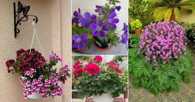 74 Types of Geraniums You Must Grow in Garden and Home - balconygardenweb.com - county Garden
