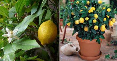 Lemon Tree Flowers Dropping? How to Get More Fruits on Your Lemon Tree - balconygardenweb.com