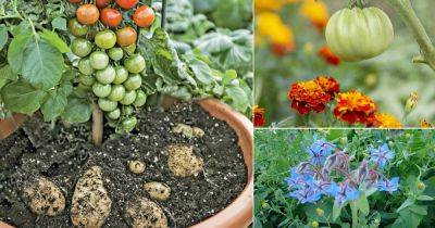 Tomato Companion Plants | Companion Plants for Tomatoes - balconygardenweb.com