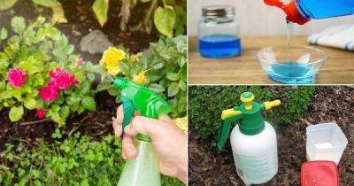 7 DIY Insecticidal Soap Recipes for the Garden to Kill Pests - balconygardenweb.com