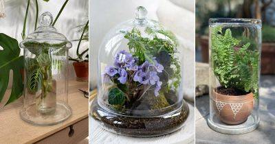 12 Popular Indoor Plant Varieties for Terrariums - balconygardenweb.com - Britain - city Sansevieria