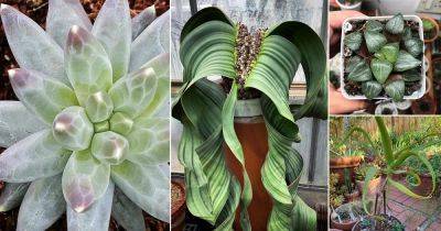 17 Most Expensive Succulents in the World - balconygardenweb.com - South Africa