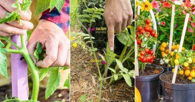 How to Grow Tomatoes from Suckers - balconygardenweb.com