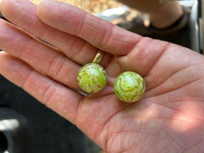 What Is It? Wednesday – Leafminers on Muscadine Fruit - hgic.clemson.edu