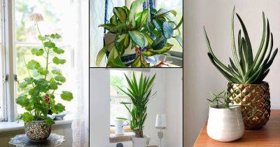 15 Houseplants that Grow In Dry Air - balconygardenweb.com - city Sansevieria
