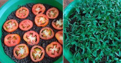 Growing Tomatoes from Tomato Slices - balconygardenweb.com