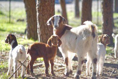 How to Raise and Care for Baby Goats - treehugger.com