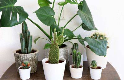 15 Low-Maintenance Indoor Cacti and Succulents - treehugger.com