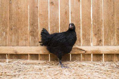 Raising Pullets for Your Small Farm or Backyard Coop - treehugger.com