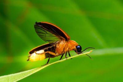 Why Do Fireflies Glow? - treehugger.com