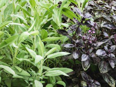 Companion Planting With Sage In The Garden - gardeningknowhow.com - city Brussels - county Garden