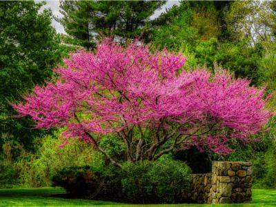Best Redbud Varieties And Cultivars For Native Plant Gardens - gardeningknowhow.com - Usa - Mexico