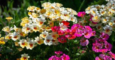 How to Grow and Care for Nemesia Flowers - gardenerspath.com