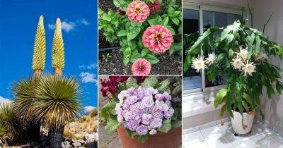 23 Beautiful Flowers that Start with Q - balconygardenweb.com